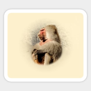 Baboon Sticker